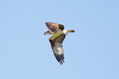 Low angle view of eagle flying against clear sky