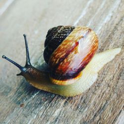 Close-up of snail on wood