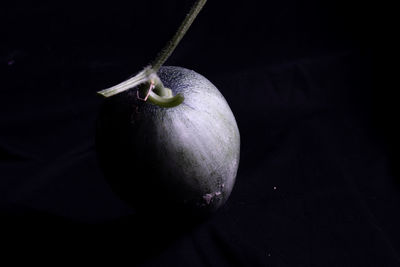 still life photography