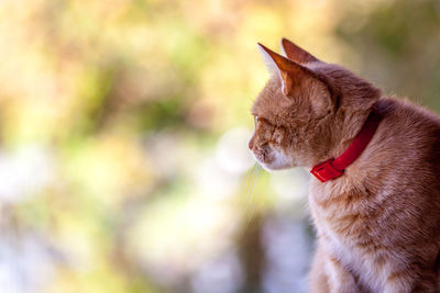 Close-up of cat