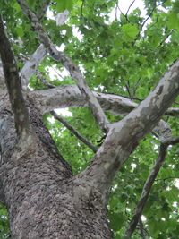 Low angle view of trees growing in forest