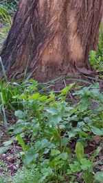 Close-up of tree trunk in forest