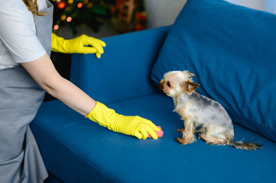Woman in a apron and gloves cleans a sofa from dog hair. cleaning of the apartment. life with pets.