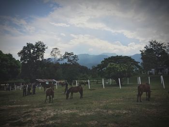 Horses grazing in field against sky