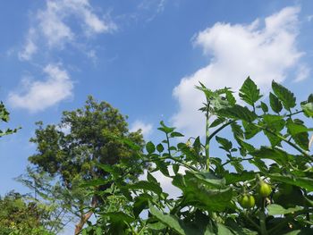 Low angle view of fresh green plants against sky