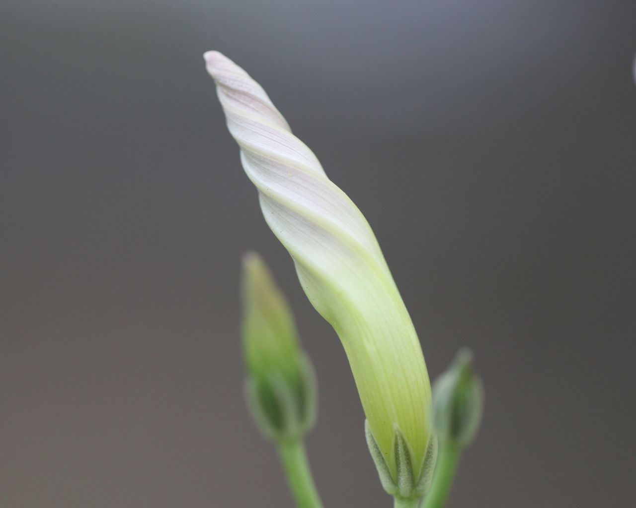 CLOSE-UP OF WHITE FLOWERING PLANT AGAINST BLACK BACKGROUND
