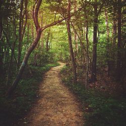 Pathway along trees in forest