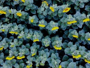 Full frame shot of yellow flowers