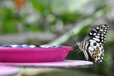 Close-up of butterfly on flower