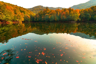 Scenic view of lake by trees during autumn