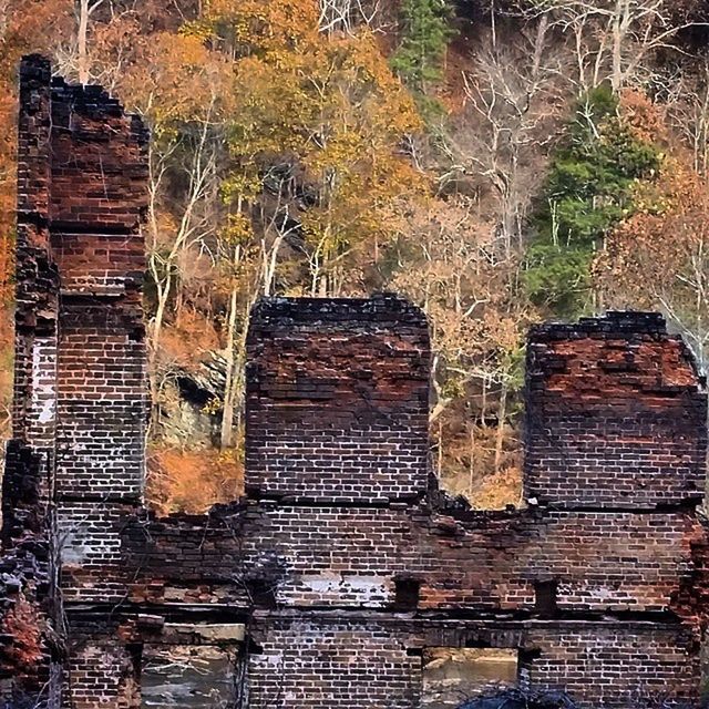 tree, brick wall, built structure, architecture, wood - material, building exterior, abandoned, old, wall - building feature, growth, damaged, house, outdoors, no people, day, plant, obsolete, metal, run-down, deterioration