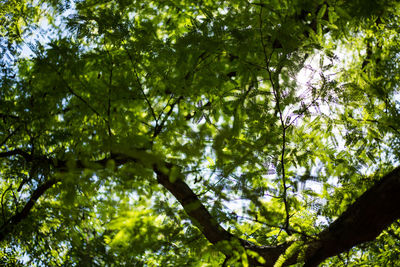 Low angle view of trees in forest