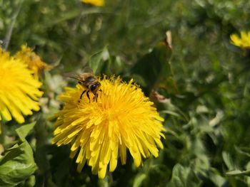 Close-up of bee pollinating on yellow flower