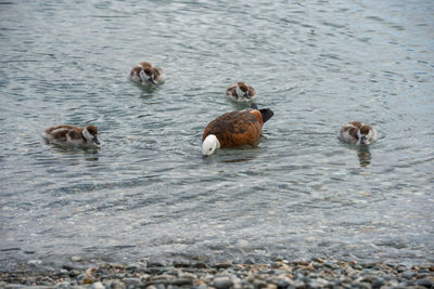 Ducks in a lake