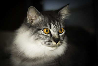 Close-up portrait of cat