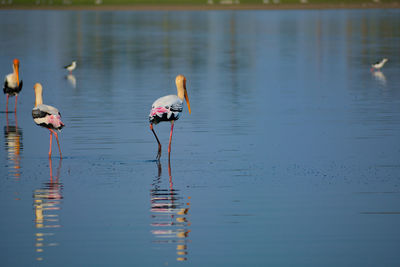 Painted stork birds in a lake