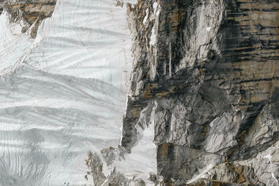 Close-up of tree trunk in winter