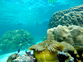 Close-up of fish swimming in sea