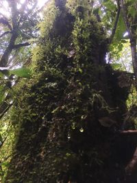 Low angle view of trees growing in forest