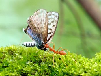 Macro shot of butterfly and insect fighting on plant