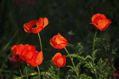 Close-up of red poppy flowers in field