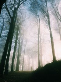 Trees in forest
