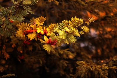 Close-up of yellow flowering plant