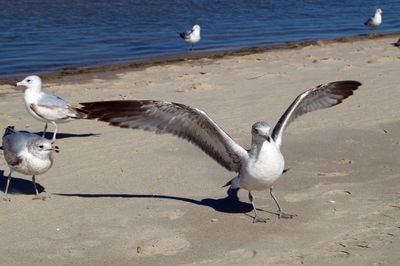 Seagull flying over white background