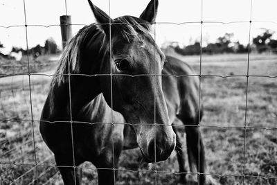 Horse on field seen through fence