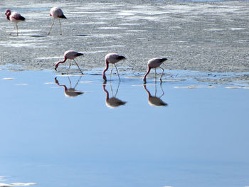 Group of flamingos in reflective water