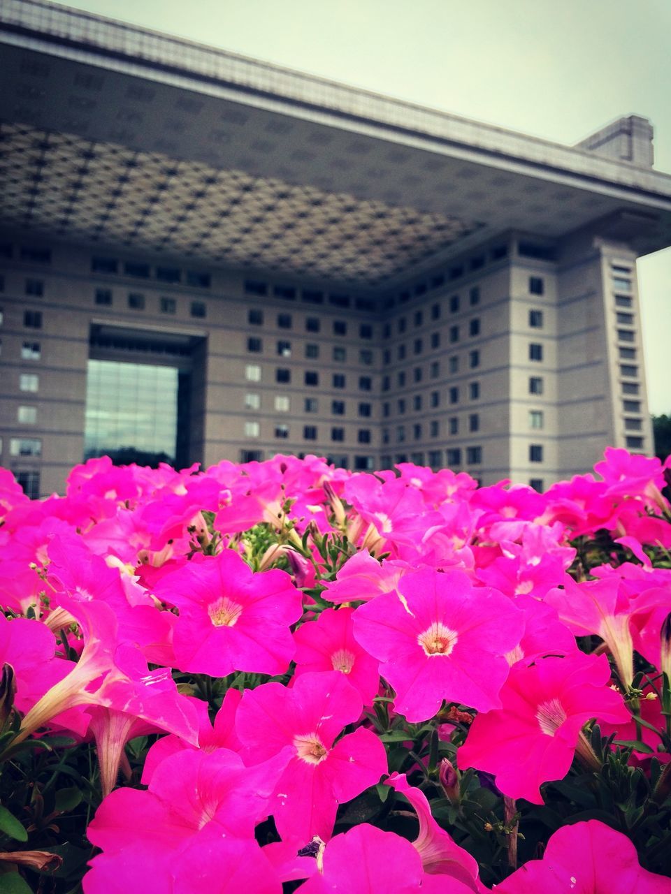 flower, freshness, fragility, petal, building exterior, pink color, architecture, built structure, blooming, growth, flower head, beauty in nature, plant, nature, in bloom, pink, day, outdoors, house, blossom