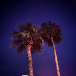 palm tree