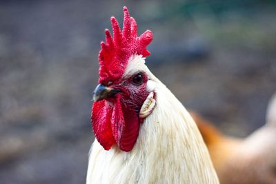 Close-up of rooster