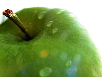Close-up of leaf over white background