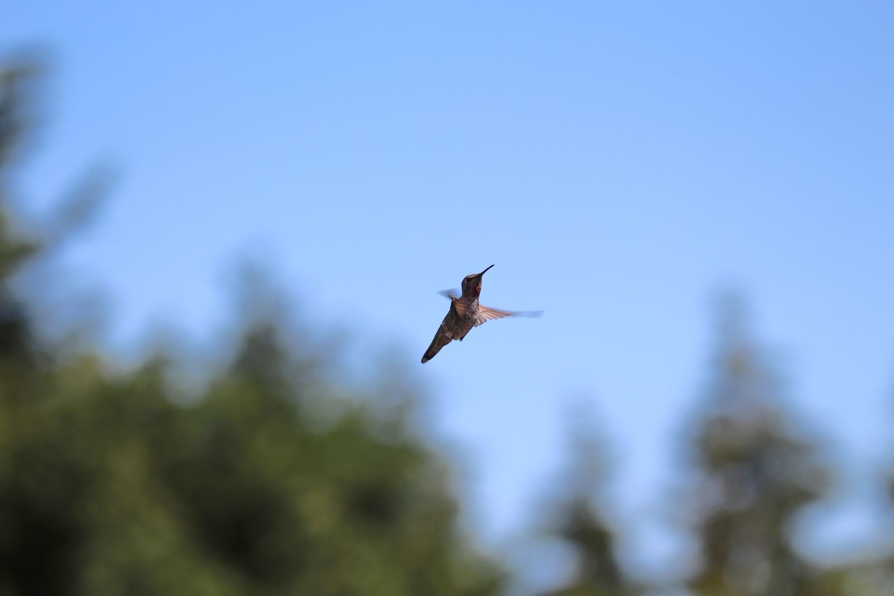 LOW ANGLE VIEW OF BIRD FLYING AGAINST SKY