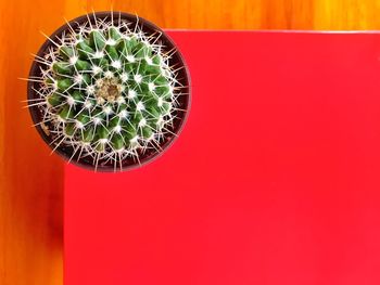 High angle view of cactus in potted plant