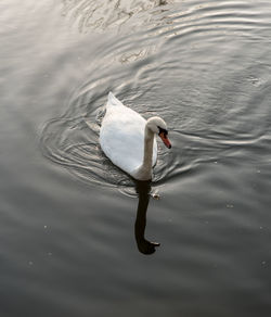 High angle view of swan swimming in lake