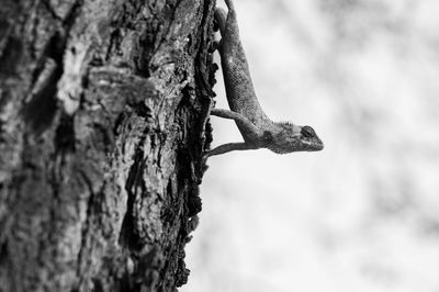 Close-up of tree trunk