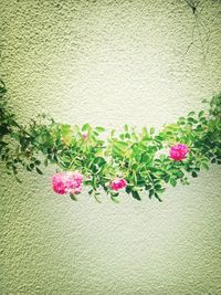 Plant growing on wall