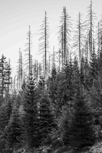 Pine trees in forest against sky