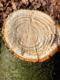 Close-up of tree stump