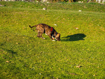 View of a dog on field