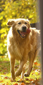 Close-up portrait of dog