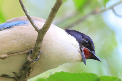 This is a scene where a wary azure-winged magpie chirps.