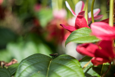 Close-up of pink flowering plant