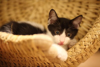 Close-up portrait of kitten in wicker basket