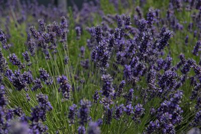 Close-up of purple flowering plants on field