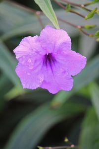 Close-up of pink flowers