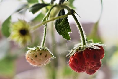 Close-up of red flowering plant