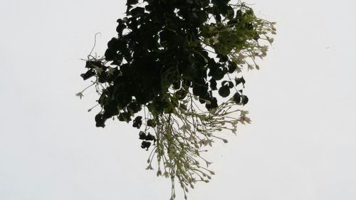 Low angle view of leaves over white background